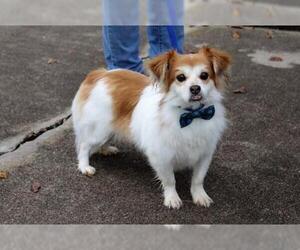 Pomeranian Dogs for adoption in Arlington, TX, USA