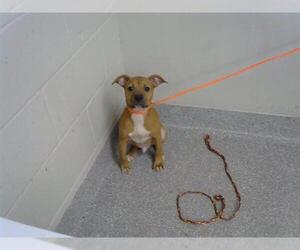 Labrador Retriever-Unknown Mix Dogs for adoption in Pasadena, TX, USA