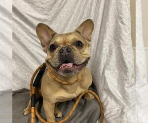 French Bulldog Dogs for adoption in Modesto, CA, USA