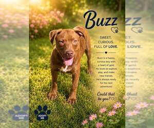Mutt Dogs for adoption in Crandall, GA, USA