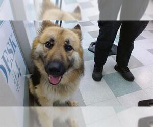 German Shepherd Dog Dogs for adoption in Oklahoma City, OK, USA