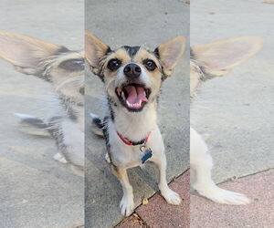 Chihuahua-Unknown Mix Dogs for adoption in Denver , CO, USA