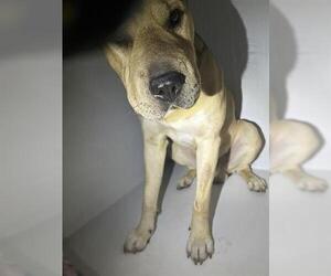 Mutt Dogs for adoption in Houston, TX, USA