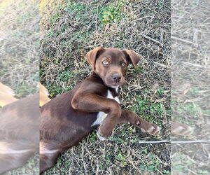 Pointer-Unknown Mix Dogs for adoption in Aurora, IN, USA