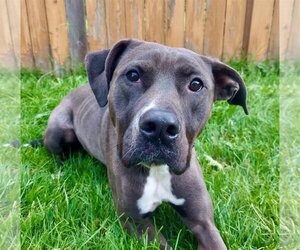 Bullboxer Pit Dogs for adoption in Lake Stevens , WA, USA