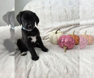 Border-Aussie Dogs for adoption in MIDWAY, UT, USA