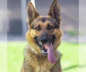 German Shepherd Dog Dogs for adoption in Camarillo, CA, USA