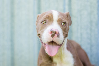 Bullboxer Pit Dogs for adoption in Elkton, FL, USA