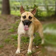 Black Mouth Cur-Unknown Mix Dogs for adoption in Pensacola, FL, USA