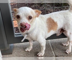 Chihuahua Dogs for adoption in Denver, CO, USA