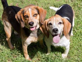 Beagle Dogs for adoption in Ashland, WI, USA