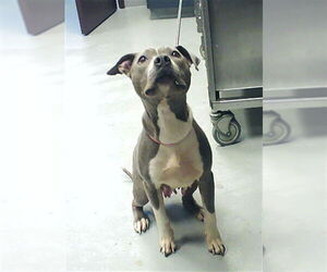 Mutt Dogs for adoption in Fayetteville, NC, USA