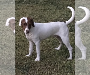 Pointer Dogs for adoption in San Antonio, TX, USA