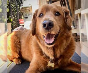 Golden Retriever Dogs for adoption in Los Angeles, CA, USA