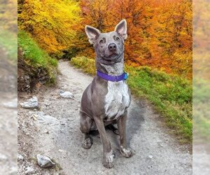 Labmaraner Dogs for adoption in Aurora, CO, USA