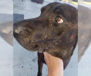 Plott Hound Dogs for adoption in Knoxville, IA, USA