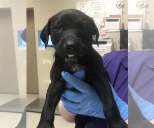 Labrador Retriever Dogs for adoption in Conroe, TX, USA