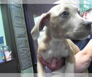Mutt Dogs for adoption in Tulsa, OK, USA