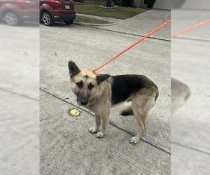 German Shepherd Dog Dogs for adoption in Houston, TX, USA
