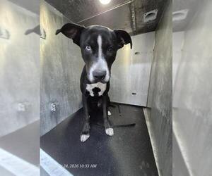 American Staffordshire Terrier Dogs for adoption in San Antonio, TX, USA