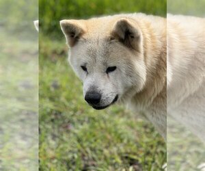 Akita Dogs for adoption in Pottstown, PA, USA