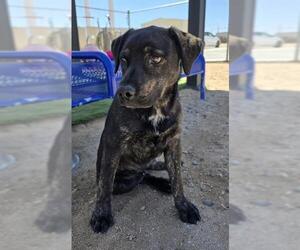 Labrador Retriever-Unknown Mix Dogs for adoption in HESPERIA, CA, USA