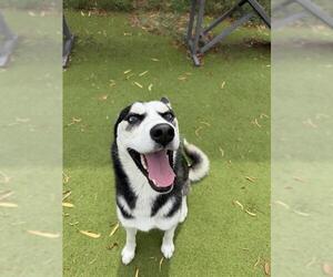 Siberian Husky Dogs for adoption in Sugar Land, TX, USA