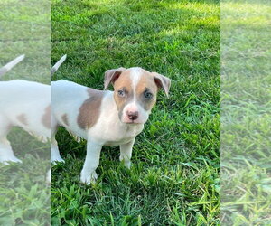 Mutt Dogs for adoption in Wenonah, NJ, USA