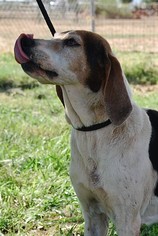 Treeing Walker Coonhound Dogs for adoption in Scottsdale, AZ, USA