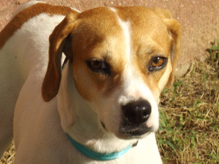 Beagle Dogs for adoption in Oxford, MS, USA