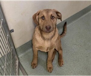 Chesapeake Bay Retriever Dogs for adoption in Placerville, CA, USA