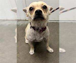 Chihuahua Dogs for adoption in Rosenberg, TX, USA