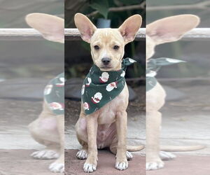 Chihuahua-Rhodesian Ridgeback Mix Dogs for adoption in San Bernardino, CA, USA