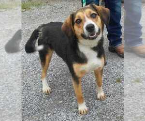 Beagle-Unknown Mix Dogs for adoption in Dickson, TN, USA