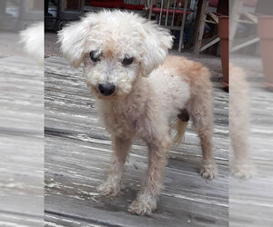 Poodle (Miniature) Dogs for adoption in Dripping Springs, TX, USA