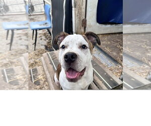 American Bulldog-Unknown Mix Dogs for adoption in Tracy City, TN, USA