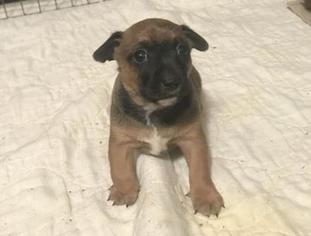 Chiweenie Dogs for adoption in Kansas City, MO, USA