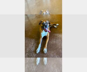 Boxer Dogs for adoption in Austin, TX, USA