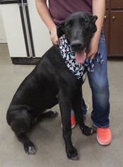 Great Dane Dogs for adoption in Amarillo, TX, USA