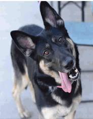 German Shepherd Dog-Unknown Mix Dogs for adoption in Vancouver, WA, USA