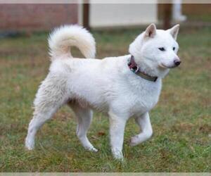 Shiba Inu Dogs for adoption in Waterford, VA, USA