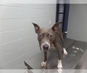 Mutt Dogs for adoption in Augusta, GA, USA