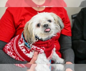 Shih Tzu Dogs for adoption in Mundelein, IL, USA