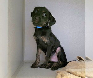 Mutt Dogs for adoption in Long Beach, CA, USA