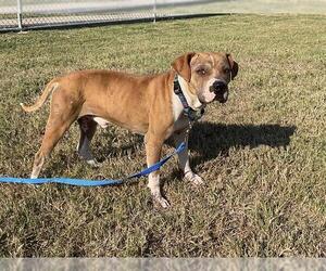 American Pit Bull Terrier-Unknown Mix Dogs for adoption in Corpus Christi, TX, USA