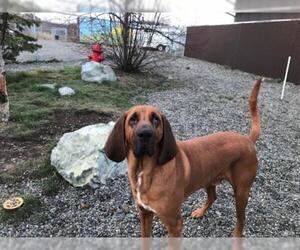 Bloodhound Dogs for adoption in Palmer, AK, USA