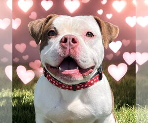 American Pit Bull Terrier Dogs for adoption in Glen Allen, VA, USA
