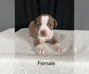 American Pit Bull Terrier-American Staffordshire Terrier Mix Dogs for adoption in Brewster, NY, USA