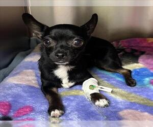 Chihuahua-Unknown Mix Dogs for adoption in Rancho Cucamonga, CA, USA
