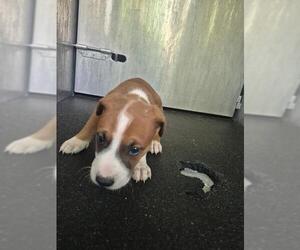 American Staffordshire Terrier-Unknown Mix Dogs for adoption in San Antonio, TX, USA